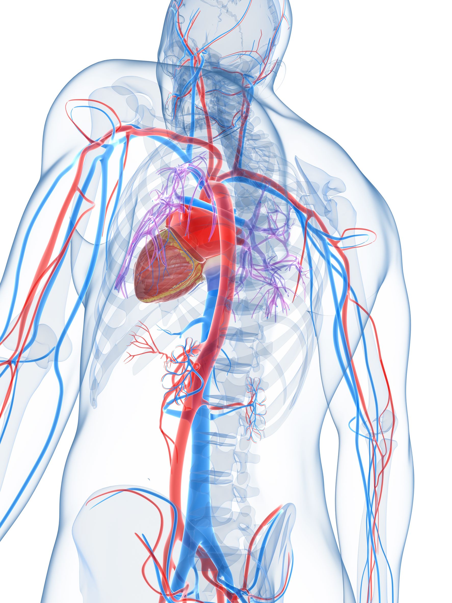 17911206 – 3d rendered illustration of the human vascular system