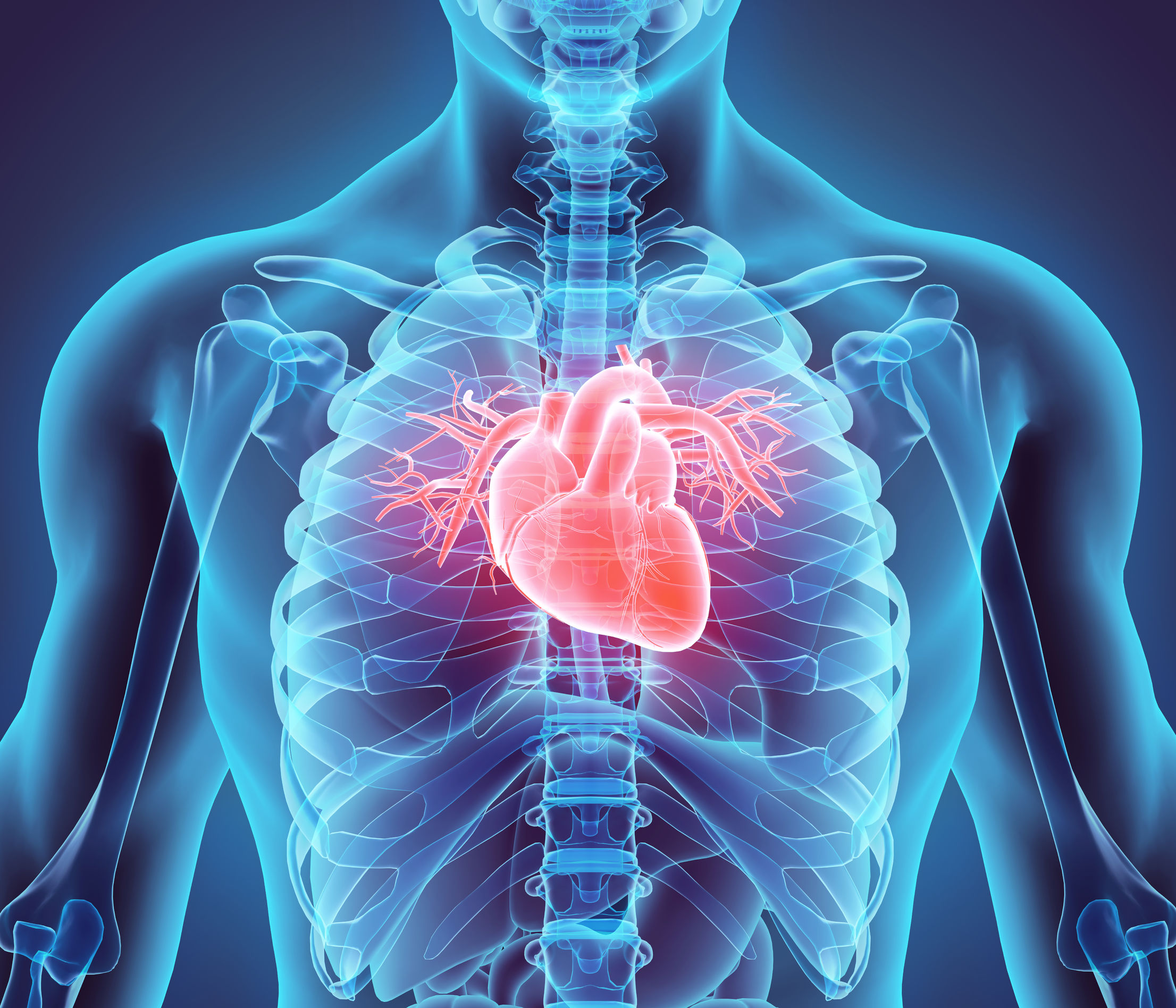 58490323 – 3d illustration of heart – part of human organic.
