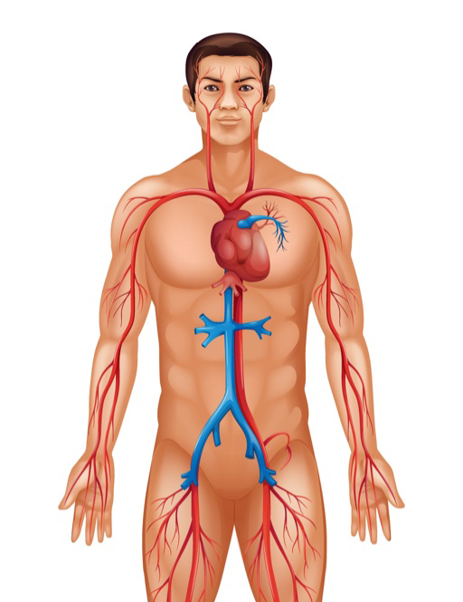 hart-en-vaatziekten-lichaam